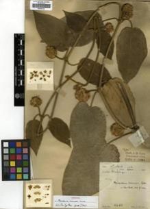 Type specimen at Edinburgh (E). Lace, John: 6143. Barcode: E00288728.