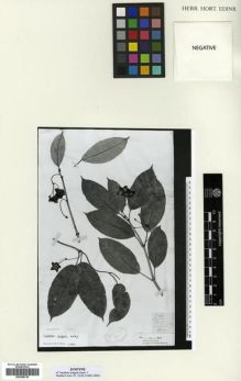Type specimen at Edinburgh (E). Treutler, William John: 748. Barcode: E00288729.