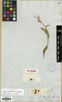 Type specimen at Edinburgh (E). Wallich, Nathaniel: ASCL. NO. 36.A. Barcode: E00288740.
