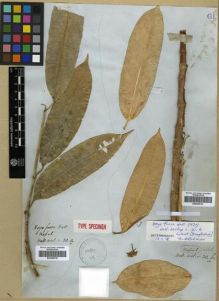Type specimen at Edinburgh (E). Wallich, Nathaniel: ASCL. NO. 30.A. Barcode: E00288745.