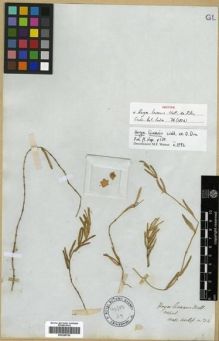 Type specimen at Edinburgh (E). Wallich, Nathaniel: ASCLEP. NO. 34. Barcode: E00288750.