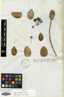 Type specimen at Edinburgh (E). Cuming, Hugh: 1480. Barcode: E00288755.