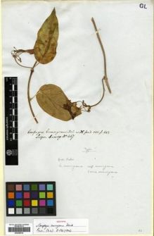 Type specimen at Edinburgh (E). Cuming, Hugh: 447. Barcode: E00288762.