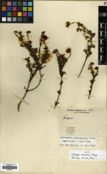 Type specimen at Edinburgh (E). Werdermann, Erich: 1114. Barcode: E00288763.