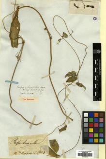 Type specimen at Edinburgh (E). Wallich, Nathaniel: ASCLEP. N.11. Barcode: E00288765.
