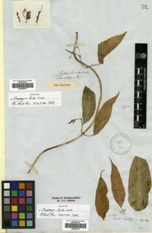 Type specimen at Edinburgh (E). Wallich, Nathaniel: ASCLEP. 2.A. Barcode: E00288767.