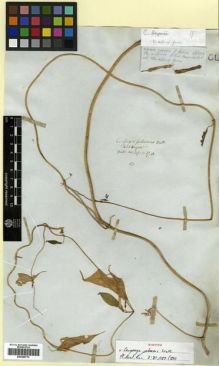 Type specimen at Edinburgh (E). Wallich, Nathaniel: ASCLEP.N.17.A. Barcode: E00288770.