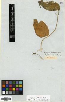 Type specimen at Edinburgh (E). Wallich, Nathaniel: ASCLEP.N.10. Barcode: E00288771.