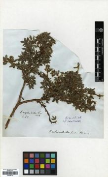 Type specimen at Edinburgh (E). Wallich, Nathaniel: 1009. Barcode: E00288774.