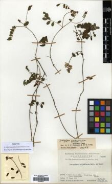 Type specimen at Edinburgh (E). 5th Botanical Expedition to Himalaya (1972): 721791. Barcode: E00288797.