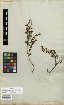 Type specimen at Edinburgh (E). Wallich, Nathaniel: 5411. Barcode: E00288830.