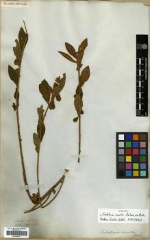 Type specimen at Edinburgh (E). Wallich, Nathaniel: 5360. Barcode: E00288832.