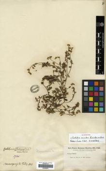 Type specimen at Edinburgh (E). Buchanan-Hamilton, Francis: 1735. Barcode: E00288838.