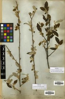 Type specimen at Edinburgh (E). Wallich, Nathaniel: 4026(C). Barcode: E00288846.