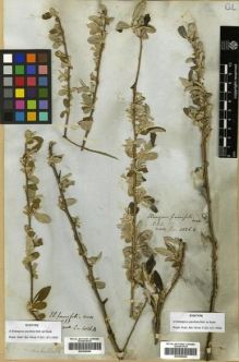 Type specimen at Edinburgh (E). Wallich, Nathaniel: 4026(A). Barcode: E00288848.