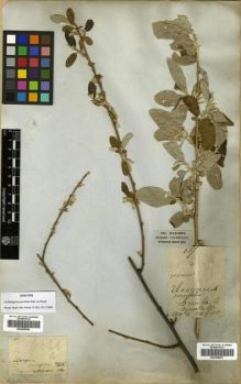 Type specimen at Edinburgh (E). Wallich, Nathaniel: 4026(A). Barcode: E00288850.