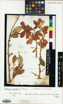 Type specimen at Edinburgh (E). Griffith, William: 4384. Barcode: E00288852.