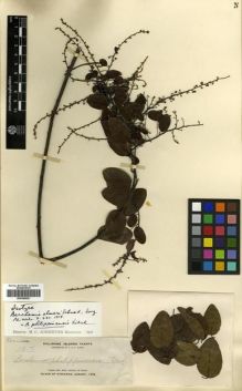 Type specimen at Edinburgh (E). Elmer, Adolph: 11317. Barcode: E00288861.