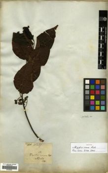 Type specimen at Edinburgh (E). Wallich, Nathaniel: 4237 A. Barcode: E00288866.