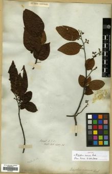 Type specimen at Edinburgh (E). Wallich, Nathaniel: 4237 A. Barcode: E00288867.