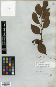 Type specimen at Edinburgh (E). Wallich, Nathaniel: 4234.A. Barcode: E00288870.