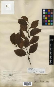 Type specimen at Edinburgh (E). Buchanan-Hamilton, Francis: 635. Barcode: E00288871.