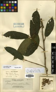 Type specimen at Edinburgh (E). Elmer, Adolph: 10922. Barcode: E00288878.