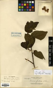 Type specimen at Edinburgh (E). Elmer, Adolph: 14090. Barcode: E00288879.