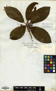 Type specimen at Edinburgh (E). Cuming, Hugh: 1941. Barcode: E00288880.