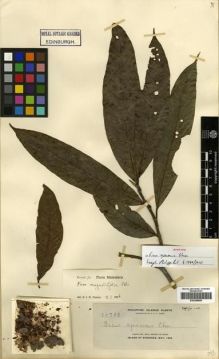 Type specimen at Edinburgh (E). Elmer, Adolph: 10708. Barcode: E00288885.