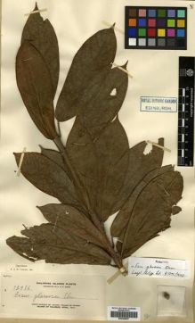 Type specimen at Edinburgh (E). Elmer, Adolph: 12986. Barcode: E00288907.
