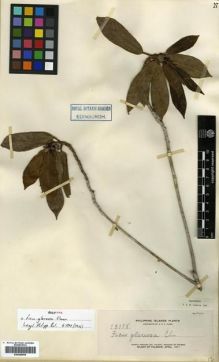 Type specimen at Edinburgh (E). Elmer, Adolph: 13115. Barcode: E00288908.