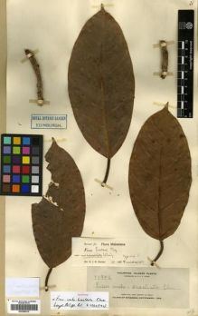 Type specimen at Edinburgh (E). Elmer, Adolph: 11956. Barcode: E00288910.