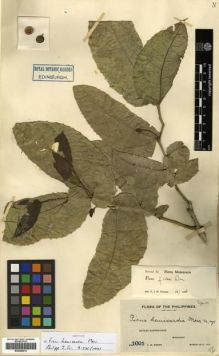 Type specimen at Edinburgh (E). Weber, Charles: 1001. Barcode: E00288914.