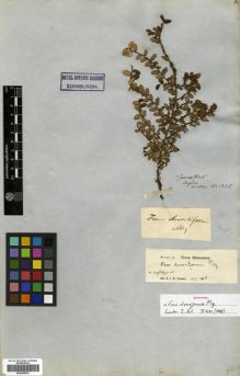 Type specimen at Edinburgh (E). Walker, George: 1338. Barcode: E00288933.