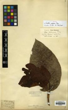 Type specimen at Edinburgh (E). Wight, Robert: 872. Barcode: E00288936.