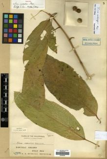 Type specimen at Edinburgh (E). Merrill, Elmer: 7178. Barcode: E00288940.