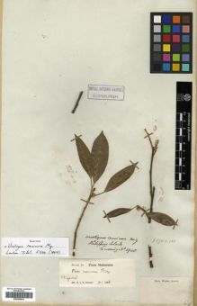 Type specimen at Edinburgh (E). Cuming, Hugh: 1940. Barcode: E00288943.