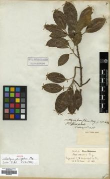 Type specimen at Edinburgh (E). Cuming, Hugh: 1935. Barcode: E00288944.