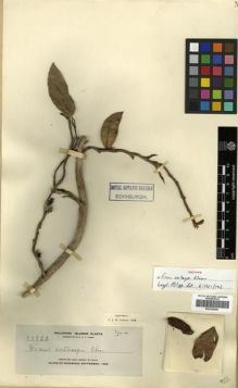 Type specimen at Edinburgh (E). Elmer, Adolph: 11822. Barcode: E00288946.