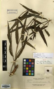 Type specimen at Edinburgh (E). Elmer, Adolph: 12875. Barcode: E00288948.