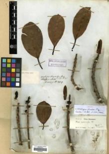 Type specimen at Edinburgh (E). Cuming, Hugh: 1929. Barcode: E00288950.