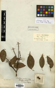 Type specimen at Edinburgh (E). Cuming, Hugh: 1932. Barcode: E00288951.