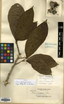 Type specimen at Edinburgh (E). Elmer, Adolph: 12776. Barcode: E00288952.