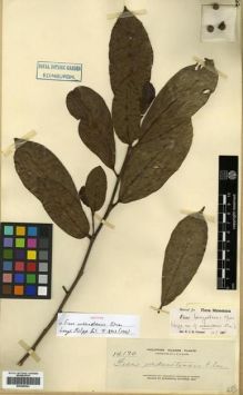 Type specimen at Edinburgh (E). Elmer, Adolph: 14170. Barcode: E00288954.