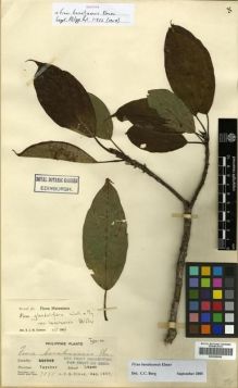 Type specimen at Edinburgh (E). Elmer, Adolph: 7895. Barcode: E00288958.