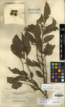 Type specimen at Edinburgh (E). Elmer, Adolph: 10810. Barcode: E00288961.