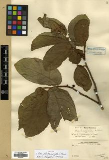 Type specimen at Edinburgh (E). Forbes, Henry: 106. Barcode: E00288980.