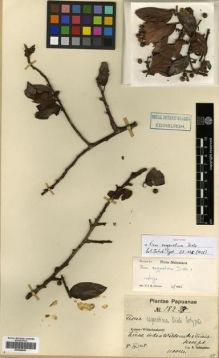 Type specimen at Edinburgh (E). Schlechter, Friedrich: 18238. Barcode: E00288983.
