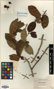 Type specimen at Edinburgh (E). Forbes, Henry: 185. Barcode: E00288985.